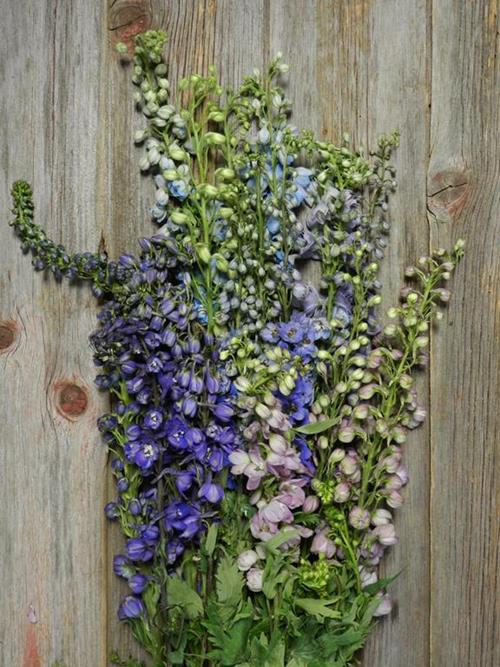 HYBRID  ASSORTED DELPHINIUM